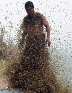 She-Ping-Bees-Swarm