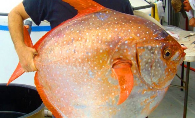 Le Requin A Le Sang Chaud Ou Froid Le lampris, une espèce de poisson à sang chaud