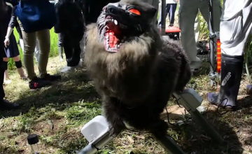 Des loups robots terrifiants utilisés pour effrayer les ours au Japon