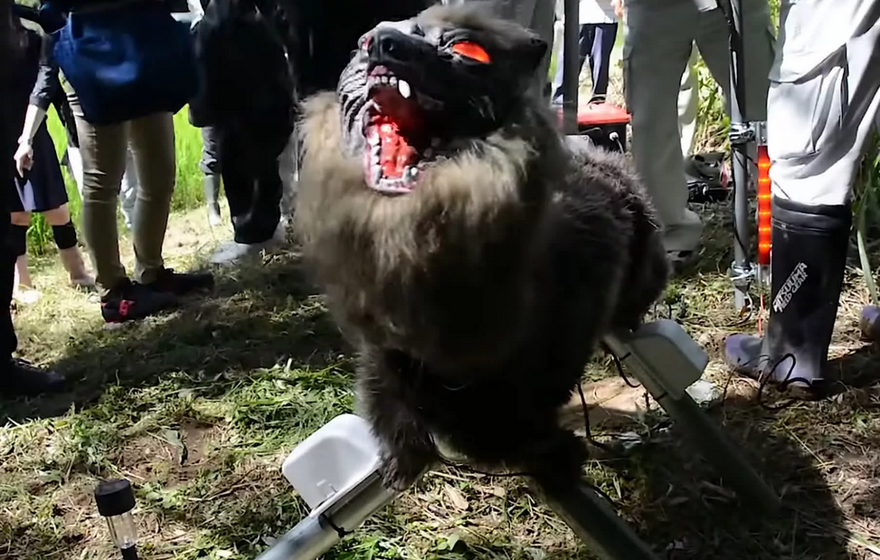 Des loups robots terrifiants utilisés pour effrayer les ours au Japon