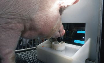 Une étude révèle que les cochons peuvent être formés pour jouer à des jeux vidéo