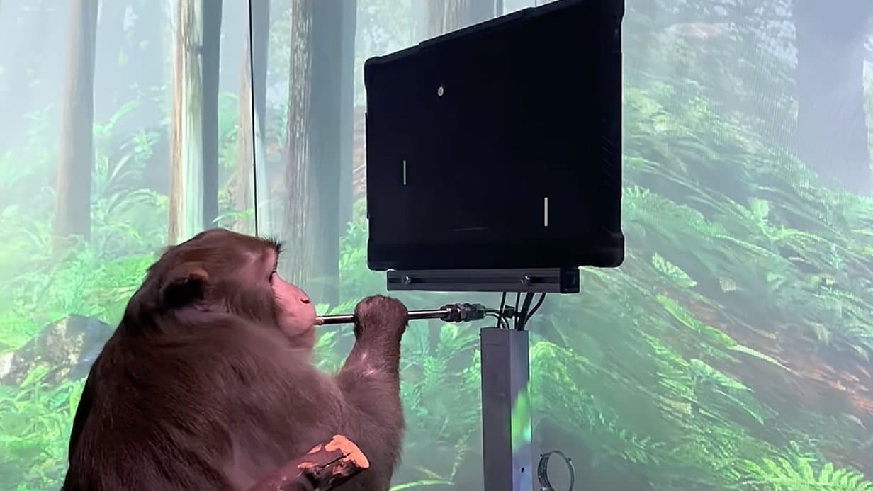 Neuralink publie une vidéo d'un singe jouant à Pong par la pensée